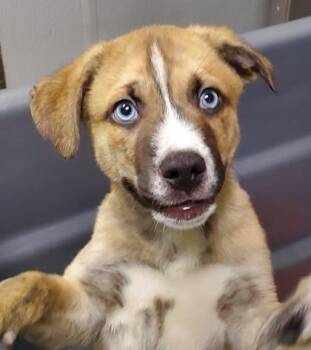 Chip -  Siberian Husky and Pit Bull Terrier Dog for Adoption in Kansas City, Missouri - Chip | PetCurious