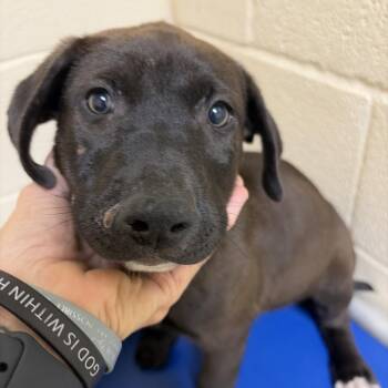 Mickey -  Mixed Breed Dog for Adoption in Palestine, Texas - Mickey | PetCurious