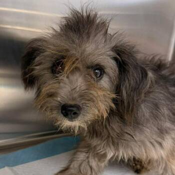 Kate 26-06-108 -  Poodle and Mixed Breed Dog for Adoption in Bastrop, Texas - Kate 26-06-108 | PetCurious