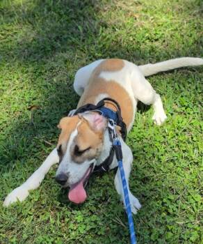 Labrador Retriever and Saint Bernard Dogs Available for Adoption in Morrilton, Arkansas - Candy | PetCurious