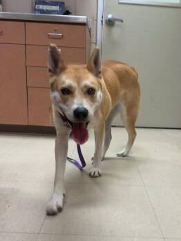 Mera(Paris) -  Husky and German Shepherd Dog Dog for Adoption in Bossier City, Louisiana - Mera(Paris) | PetCurious