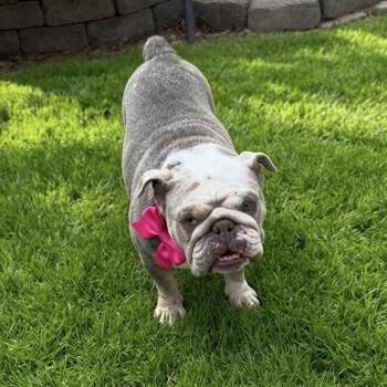 Patty Cake -  English Bulldog Dog for Adoption in Las Vegas, Nevada - Patty Cake | PetCurious