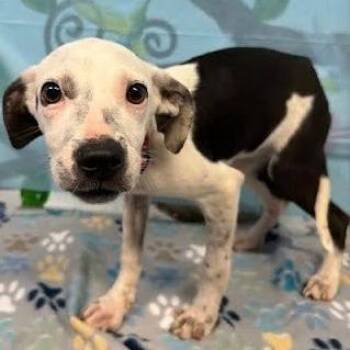 Feist and Australian Cattle Dog Blue Heeler Dogs Available for Adoption in Hattiesburg, Mississippi - Zero | PetCurious