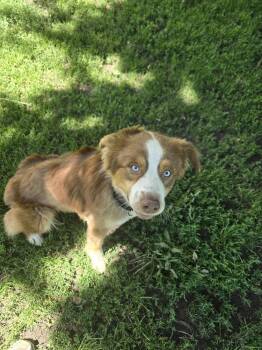 1129 Slate -  Australian Shepherd Dog for Adoption in Ringwood, Illinois - 1129 Slate | PetCurious