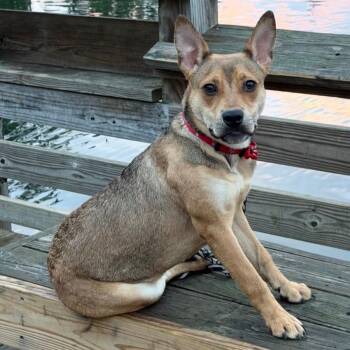 Hayes -  Mixed Breed Dog for Adoption in Asheville, North Carolina - Hayes | PetCurious
