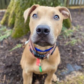 Pit Bull Terrier Dogs Available for Adoption in Fairfax Station, Virginia - Ed | PetCurious