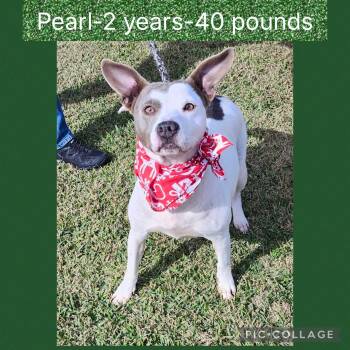Mixed Breed Dogs Available for Adoption - Pearl | PetCurious
