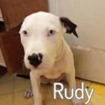 Rescue American Staffordshire Terrier Dogs for Adoption in Lompoc, California - Rudy | PetCurious