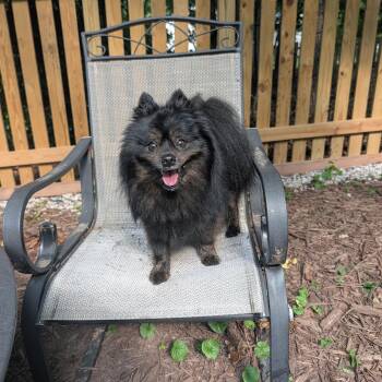 Guinness -  Pomeranian Dog for Adoption in Richmond, Virginia - Guinness | PetCurious