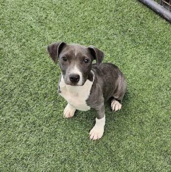 Connor -  Pit Bull Terrier Dog for Adoption in Hopkinsville, Kentucky - Connor | PetCurious