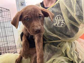 German Shepherd Dog and Mixed Breed Dogs Available for Adoption - OLIVIA | PetCurious