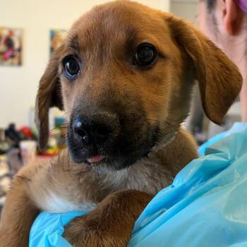 Shepherd Dogs Available for Adoption - Bonnie | PetCurious