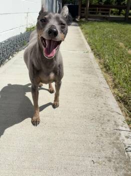 Trouble -  Miniature Pinscher Dog for Adoption in Wilder, Kentucky - Trouble | PetCurious