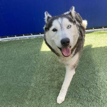 Leah -  Husky Dog for Adoption in Hawthorne, California - Leah | PetCurious