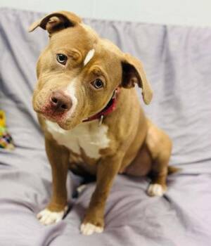 Mixed Breed Dogs Available for Adoption - Ashanti | PetCurious