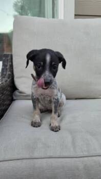 Rocky -  Bluetick Coonhound Dog for Adoption in Colorado Springs, Colorado - Rocky | PetCurious
