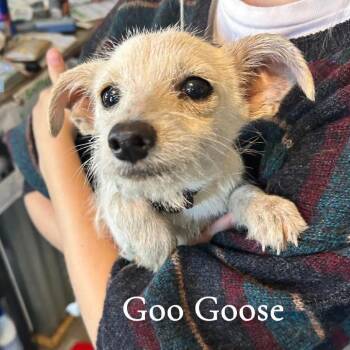 Wirehaired Terrier and Mixed Breed Dogs Available for Adoption in New Orleans, Louisiana - Goo Goose | PetCurious