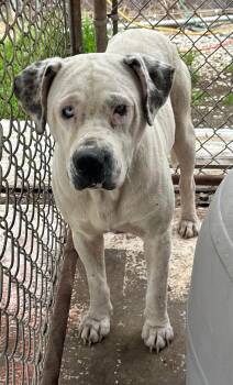 Rescue Mixed Breed Dogs for Adoption in Bruce, Mississippi - Coop | PetCurious