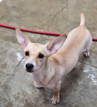 Chihuahua and Corgi Dogs Available for Adoption - Chiquita D6167 | PetCurious