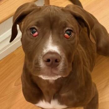 Pit Bull Terrier Dogs Available for Adoption in Los Angeles, California - Holmes | PetCurious