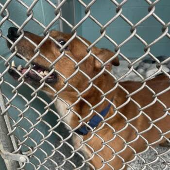 Cattle Dog Dogs Available for Adoption in Port Charlotte, Florida - Reptar | PetCurious