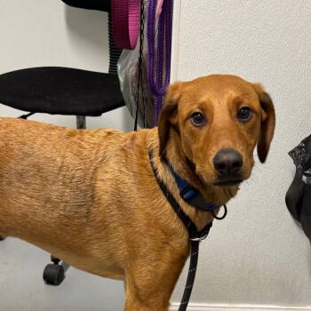 Rescue Mixed Breed Dogs for Adoption in Troy, Illinois - Trey | PetCurious