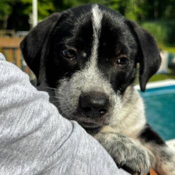 NY Levi avail Jul 18 (Kent Farmers Market) -  Border Collie and Basset Hound Dog for Adoption in Eastford, Connecticut - NY Levi Avail Jul 18 (Kent Farmers Market) | PetCurious