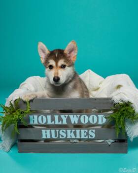 Diamond - Shepsky -  Siberian Husky and Shepherd Dog for Adoption in Los Angeles, California - Diamond - Shepsky | PetCurious