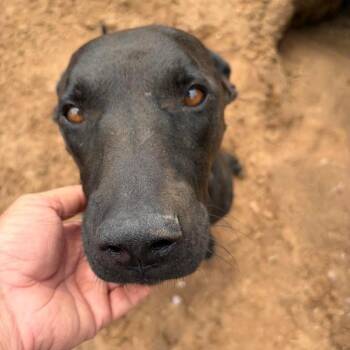 Rocky -  Black Labrador Retriever Dog for Adoption - Rocky | PetCurious
