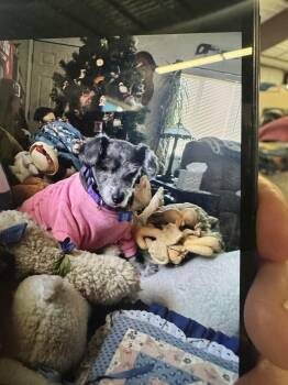 Terrier Dogs Available for Adoption - Eunice | PetCurious