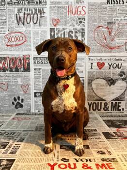 American Staffordshire Terrier Dogs Available for Adoption in Tonawanda, New York - Casina | PetCurious