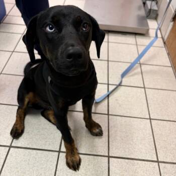 Colby Jack -  Mixed Breed Dog for Adoption in Charleston, West Virginia - Colby Jack | PetCurious