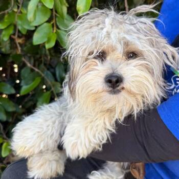 Poodle Dogs Available for Adoption in Goleta, California - Spruce | PetCurious