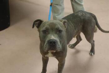 EDWARD -  Mixed Breed Dog for Adoption in Columbia, South Carolina - EDWARD | PetCurious