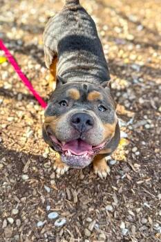 Sammy -  Mixed Breed Dog for Adoption in Cincinnati, Ohio - Sammy | PetCurious