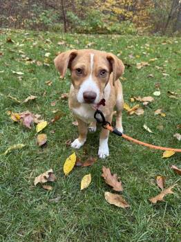 Whisky Star -  Cardigan Welsh Corgi Dog for Adoption in Boston, Massachusetts - Whisky Star | PetCurious