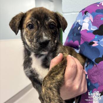 Labrador Retriever and Shepherd Dogs Available for Adoption in Washington, District Of Columbia - Bingo | PetCurious