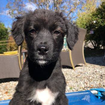 Rescue Mixed Breed Dogs for Adoption in Avon, Ohio - Frito | PetCurious