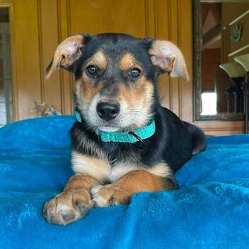 Eric -  Australian Cattle Dog Blue Heeler and Cattle Dog Dog for Adoption in Boerne, Texas - Eric | PetCurious