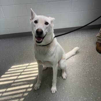 Ghost -  Shepherd Dog for Adoption in Bardstown, Kentucky - Ghost | PetCurious