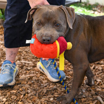 Rescue Mixed Breed Dogs for Adoption in Chamblee, Georgia - Tornado | PetCurious