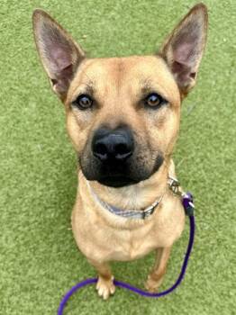 Opie James -  Mixed Breed Dog for Adoption in Wichita, Kansas - Opie James | PetCurious