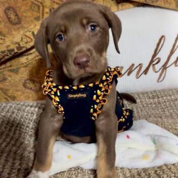 Trudy -  Chocolate Labrador Retriever Dog for Adoption in Enterprise, Alabama - Trudy | PetCurious
