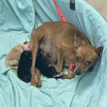 Chihuahua and Miniature Pinscher Dogs Available for Adoption - Emma | PetCurious
