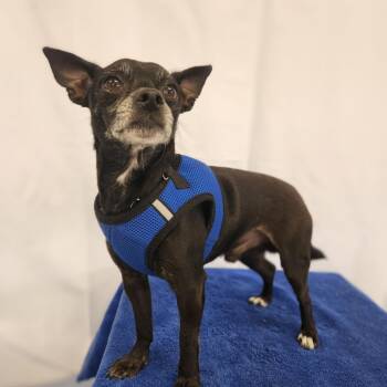 Rescue Chihuahua Dogs for Adoption in Portage, Michigan - Chip | PetCurious