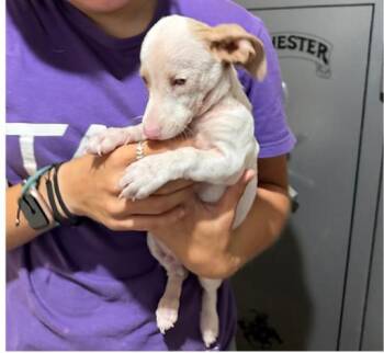Dobby -  Chiweenie Dog for Adoption in Granbury, Texas - Dobby | PetCurious