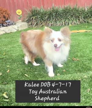 Kalee -  Australian Shepherd Dog for Adoption in York, South Carolina - Kalee | PetCurious