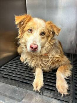 Australian Shepherd Dogs Available for Adoption - Ollie | PetCurious