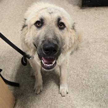 Hot Dog Cart -  Great Pyrenees and Mixed Breed Dog for Adoption in Chicago, Illinois - Hot Dog Cart | PetCurious