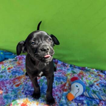 Pug and Shepherd Dogs Available for Adoption in White Oak, Pennsylvania - Backpack  | PetCurious